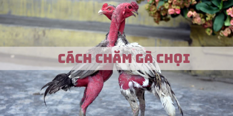 Bí Quyết Trong Cách Chăm Gà Chọi Để Thắng Lớn Tại EE88