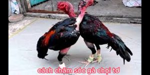 03 Cách Cách Chăm Sóc Gà Chọi Tơ Hiệu Quả Cho Người Mới