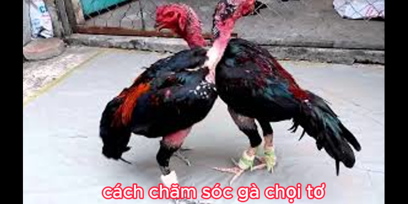 03 Cách Cách Chăm Sóc Gà Chọi Tơ Hiệu Quả Cho Người Mới