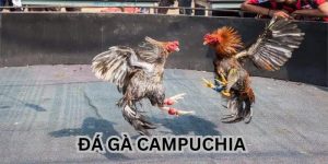 Đá Gà Campuchia – Trải Nghiệm Đỉnh Cao Của Sự Kịch Tính