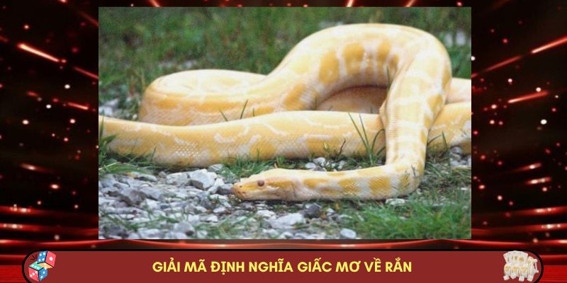 Giải mã định nghĩa giấc mơ về rắn