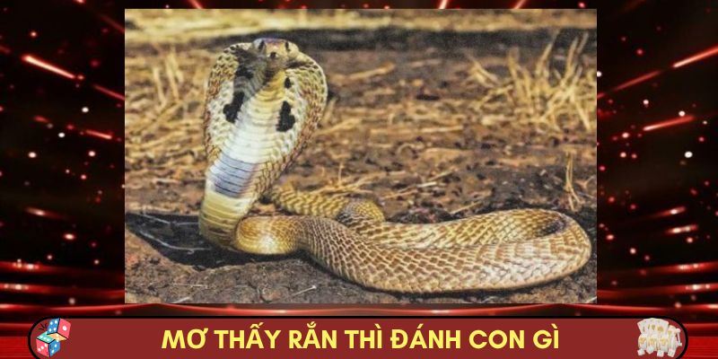 Mơ Thấy Rắn Thì Đánh Con Gì? Lành Hay Dữ, Dự Đoán Lô Đề